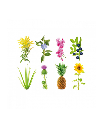 click and grow Click&Grow Kapsułki z nasionami Smart Soil Eksperymentalny 3pak