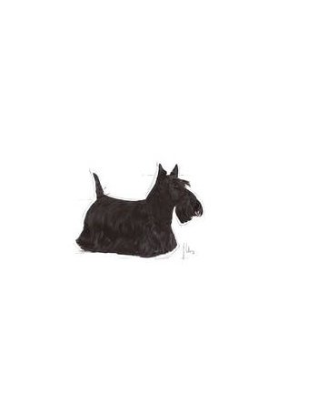 ROYAL CANIN Mini Dermacomfort - karma sucha dla psów dorosłych ras małych o wrażliwej skórze  skłonnej do podrażnień - 3kg