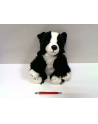 anek - smily play Pies Border Collie 30cm SmilyPlay 84404BD 34722 - nr 1