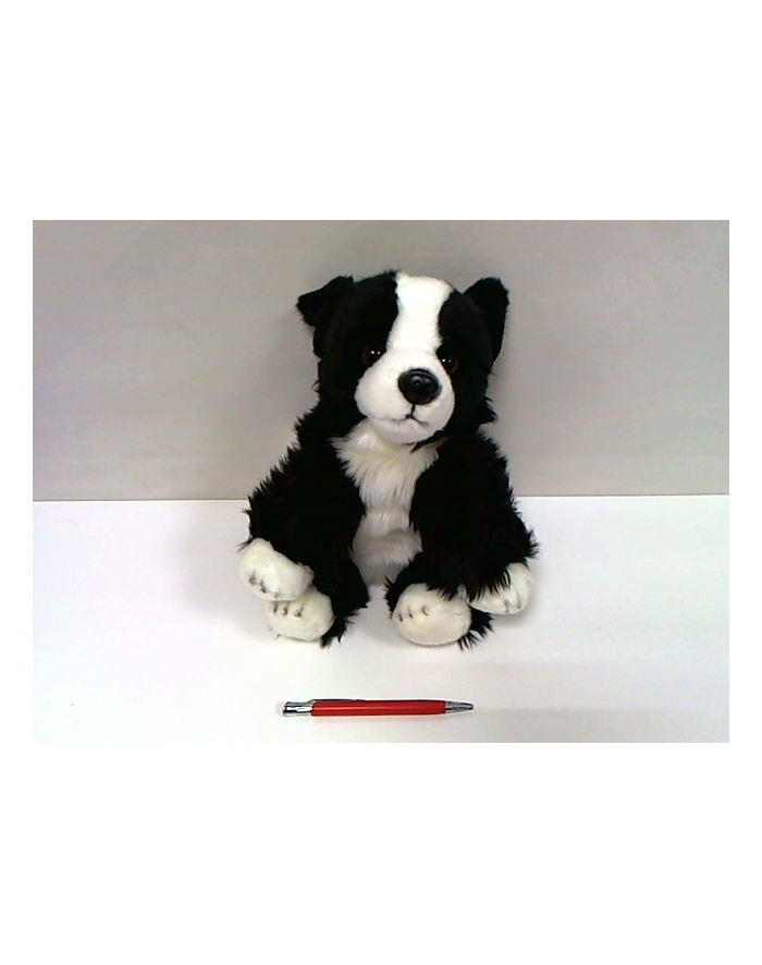 anek - smily play Pies Border Collie 30cm SmilyPlay 84404BD 34722 główny