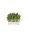 TRIXIE Trawa dla kota woreczek 100g 4236 - nr 2