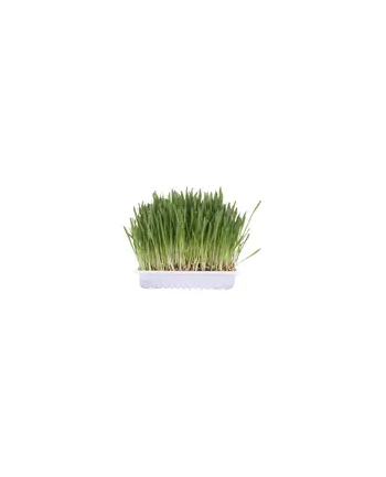 TRIXIE Trawa dla kota woreczek 100g 4236 nr 2