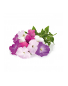Kapsułki roślinne Click and Grow Plant Pods Petunia 3-Pack SGR27x3 - nr 2