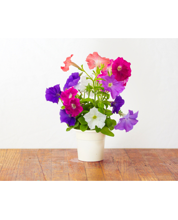 Kapsułki roślinne Click and Grow Plant Pods Petunia 3-Pack SGR27x3