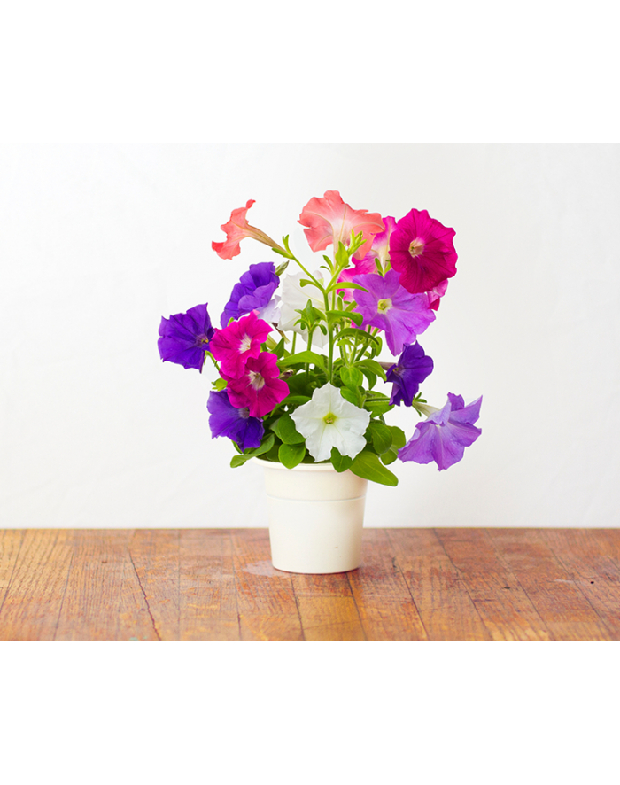 Kapsułki roślinne Click and Grow Plant Pods Petunia 3-Pack SGR27x3 główny