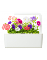 Kapsułki roślinne Click and Grow Plant Pods Petunia 3-Pack SGR27x3 - nr 7