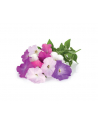 Kapsułki roślinne Click and Grow Plant Pods Petunia 3-Pack SGR27x3 - nr 8