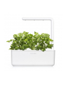 Kapsułki roślinne Click and Grow Plant Pods Kolendra 3-Pack SGR45x3 - nr 11