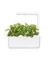 Kapsułki roślinne Click and Grow Plant Pods Kolendra 3-Pack SGR45x3 - nr 4