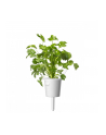 Kapsułki roślinne Click and Grow Plant Pods Kolendra 3-Pack SGR45x3 - nr 5