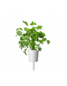 Kapsułki roślinne Click and Grow Plant Pods Kolendra 3-Pack SGR45x3 - nr 7