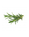 Kapsułki roślinne Click and Grow Plant Pods Rozmaryn 3-Pack SGR51x3 - nr 8