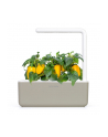 Kapsułki roślinne Click and Grow Plant Pods Słodka żółta papryka 3-Pack SGR53X3 - nr 10
