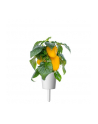 Kapsułki roślinne Click and Grow Plant Pods Słodka żółta papryka 3-Pack SGR53X3 - nr 14