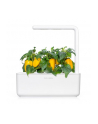 Kapsułki roślinne Click and Grow Plant Pods Słodka żółta papryka 3-Pack SGR53X3 - nr 15