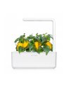 Kapsułki roślinne Click and Grow Plant Pods Słodka żółta papryka 3-Pack SGR53X3 - nr 4
