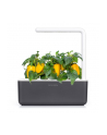 Kapsułki roślinne Click and Grow Plant Pods Słodka żółta papryka 3-Pack SGR53X3 - nr 9