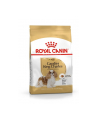 Karma Royal Canin SHN Breed Cavalier K C 1 5 kg - nr 1