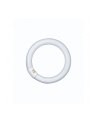 Osram Kołowa Lumilux® L 40W/ 840 C G10q T9 (4050300014845) - nr 2