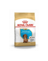 Karma Royal Canin SHN Breed Dachshund Jun 1 5 kg - nr 1