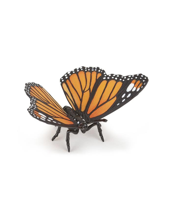 PAPO 50260 Motyl główny