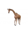 norimpex Żyrafa gigant 66cm 21544 - nr 1