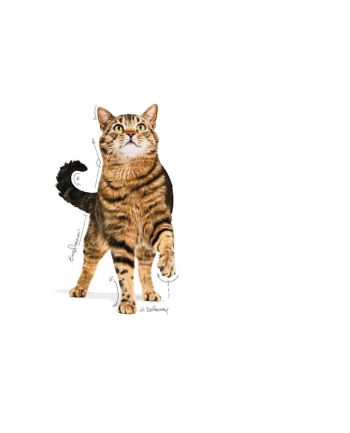 Karma ROYAL CANIN FCN  Appetite Control sos 12x85g
