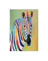 norimpex Malowanie po numerach Zebra 40 x 50 5570 - nr 1