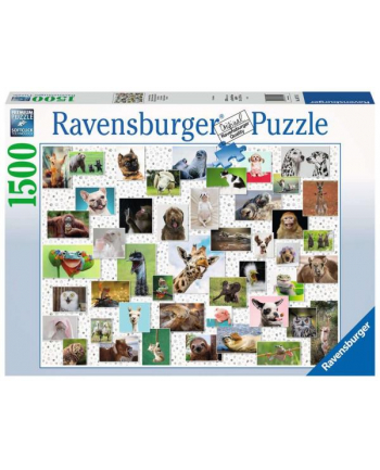 Puzzle 1500el Zabawne zwierzęta 167111 RAVENSBURGER