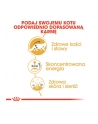 ROYAL CANIN Maine Coon - saszetka 12x85g - nr 3