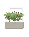 click and grow Click'Grow Kapsułki z nasionami Smart Soil Purpurowe Chili 3pak - nr 2
