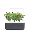 click and grow Click'Grow Kapsułki z nasionami Smart Soil Purpurowe Chili 3pak - nr 3