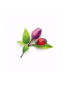 click and grow Click'Grow Kapsułki z nasionami Smart Soil Purpurowe Chili 3pak - nr 4