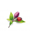 click and grow Click'Grow Kapsułki z nasionami Smart Soil Purpurowe Chili 3pak - nr 6