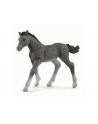 Schleich 13944 Źrebię rasy trakeńskiej. Horse Club - nr 4