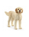 Schleich 13939 Pies rasy Goldendoodle. - nr 6