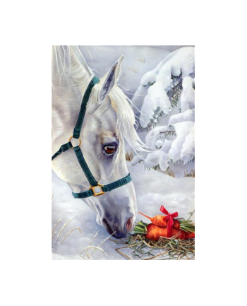 norimpex Malowanie po numerach Koń biały 40 x 50 5540