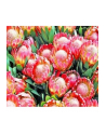 norimpex Malowanie po numerach Kwitnące kwiaty 40 x 50 5648 - nr 1