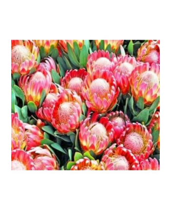 norimpex Malowanie po numerach Kwitnące kwiaty 40 x 50 5648