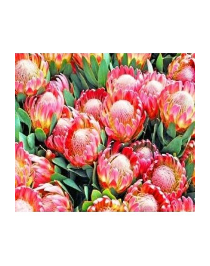 norimpex Malowanie po numerach Kwitnące kwiaty 40 x 50 5648 główny
