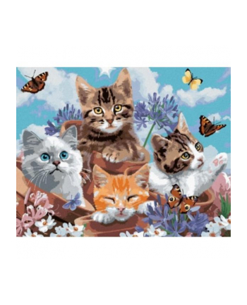 norimpex Malowanie po numerach 4 kotki z motylami 40 x 50cm 6374