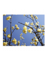 Panasonic Lumix DC-GH6, digital camera (Kolor: CZARNY, without lens) - nr 15