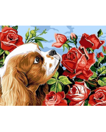norimpex Malowanie po numerach Pies z różami 40x50cm 1006970