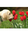 ju-piter Diamentowa mozaika Pies i tulipany 60261 - nr 1