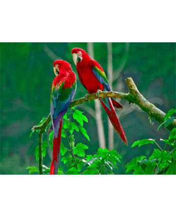 ju-piter Diamentowa mozaika Kolorowe papugi 60409