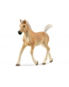 Schleich 13951 Źrebak rasy Haflinger Horse Club - nr 20