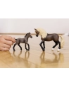 Schleich 13954 Źrebak rasy Paso Peruano Horse Club - nr 5