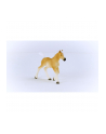 Schleich 13951 Źrebak rasy Haflinger Horse Club - nr 15