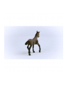 Schleich 13954 Źrebak rasy Paso Peruano Horse Club - nr 13