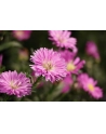 canon Obiektyw RF-S 55-210MM F5-7.1 IS STM 5824C005 - nr 25